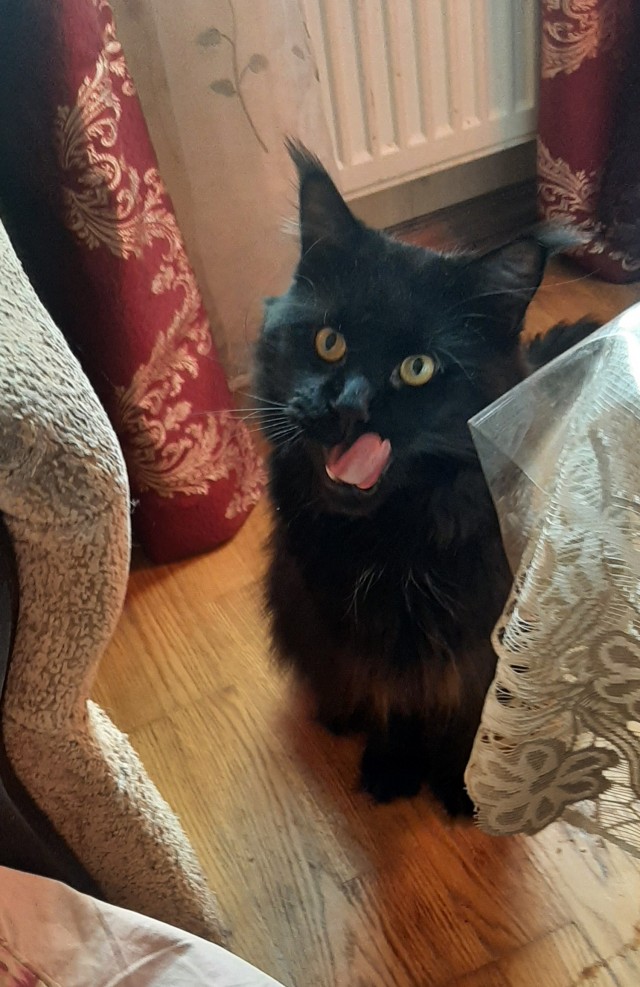 Мэйн-кун!  Котовторнику посвещается!