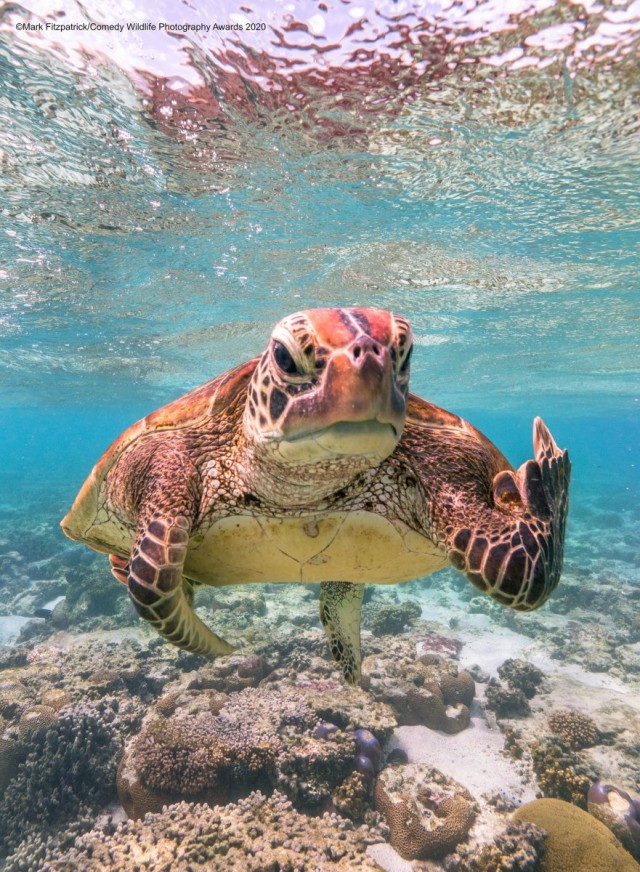 Самые смешные снимки животных в дикой природе за всю историю фотоконкурса Comedy Wildlife Photography Awards