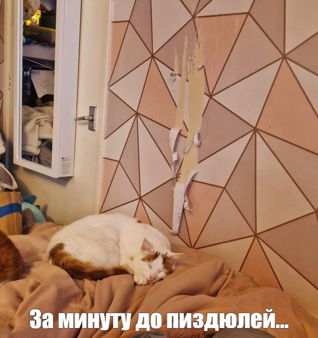 А морда довольная-довольная