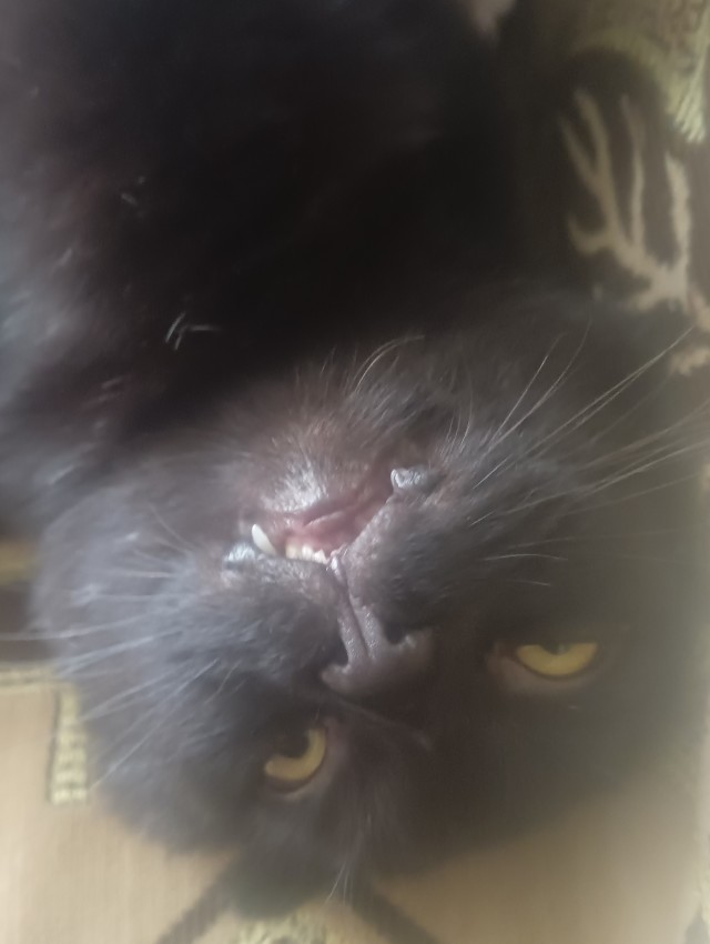 К котовторнику!)