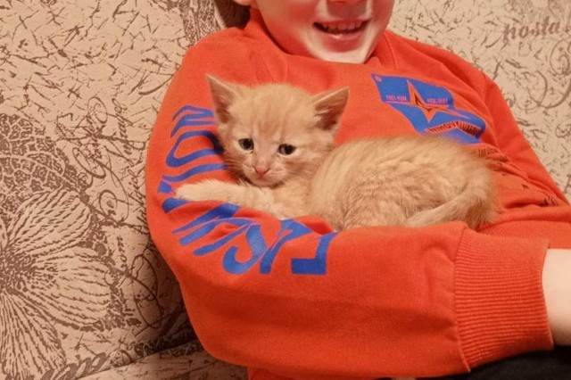 Котовторник