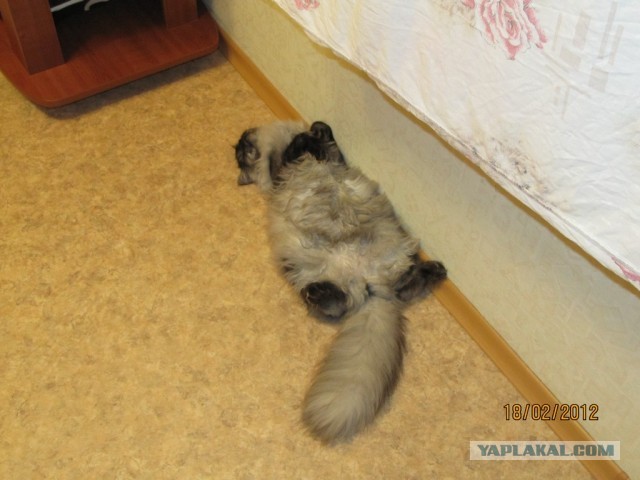 Мелом обвести?