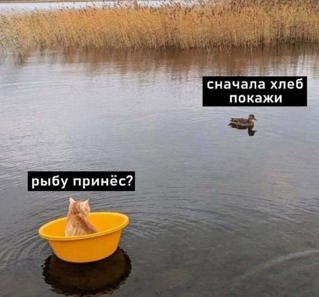 Завалялось тут случайно немного забавных картинок