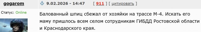 Шпиц непоседа.