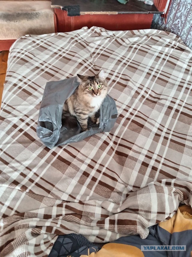 А котовторник уже пришёл?