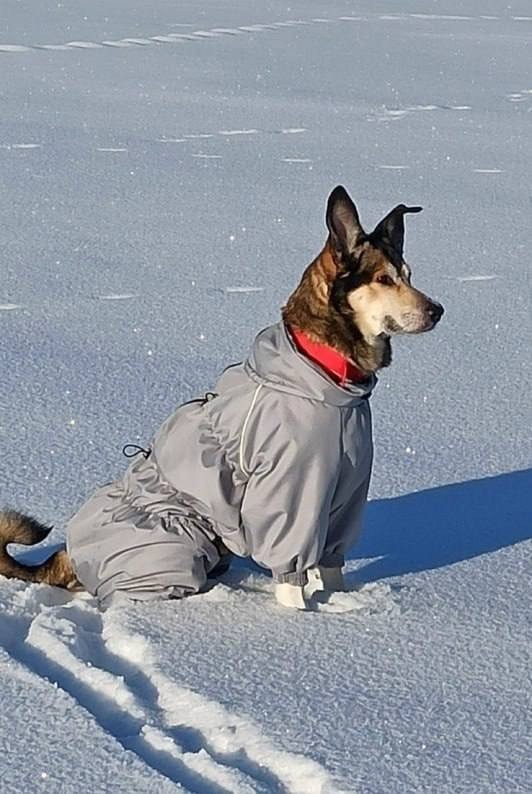 В Карелии усыпили собаку москвича, погибшего на льду.