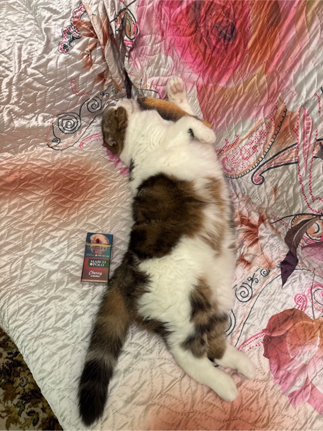 О кошках