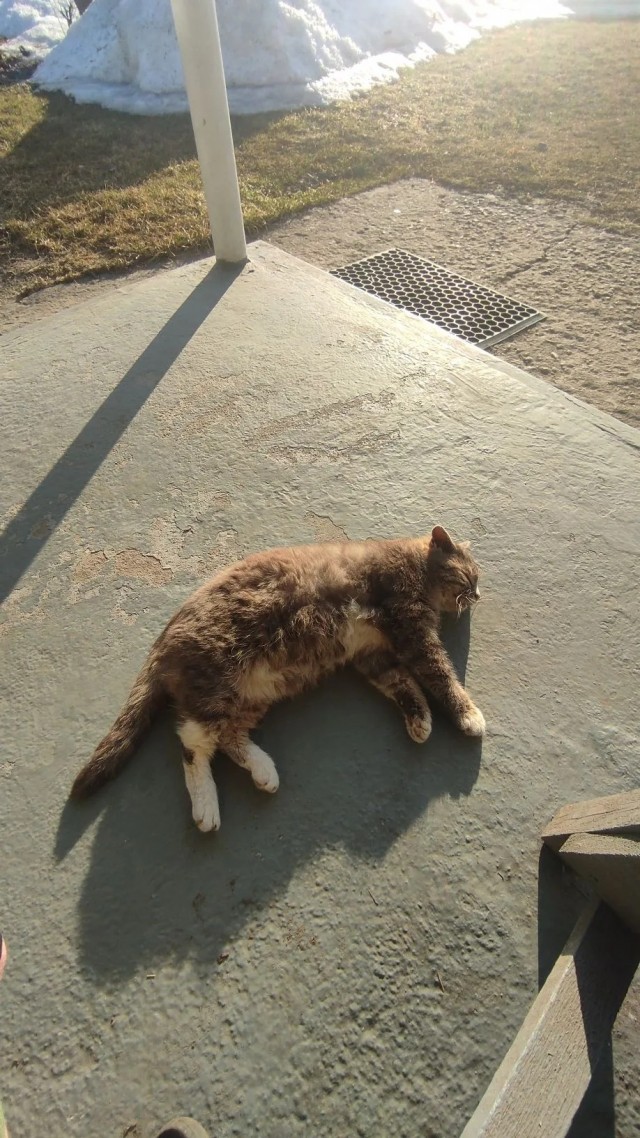 Кото вторник же!