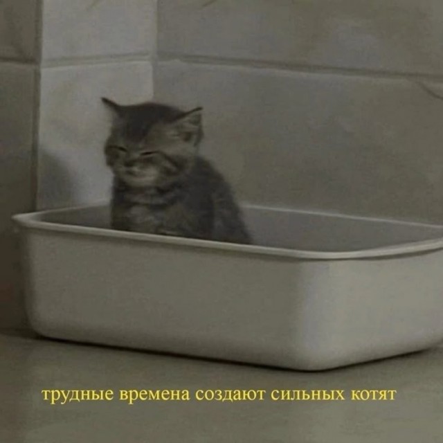 Шерстяные подснежники