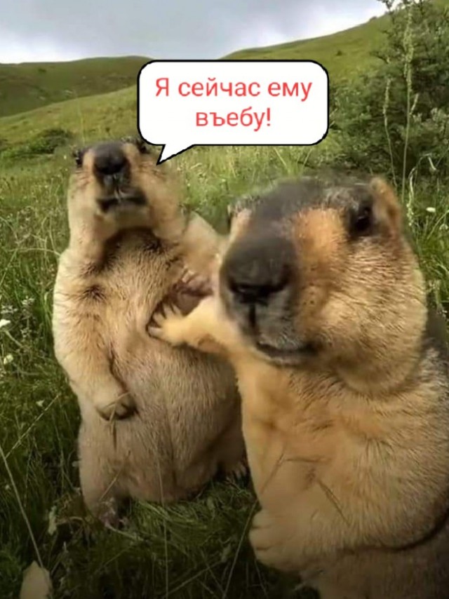 "Хватит драться"