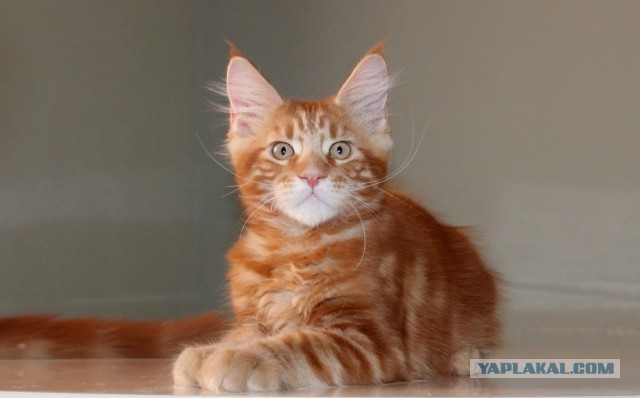 Фотки красивого кота.