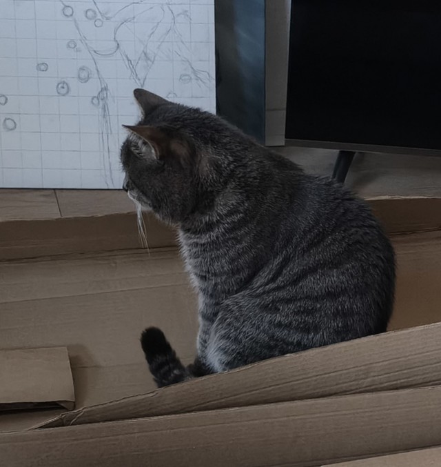 Котовторник и кошка
