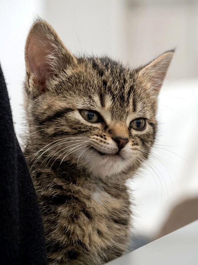 Очередной котовторник