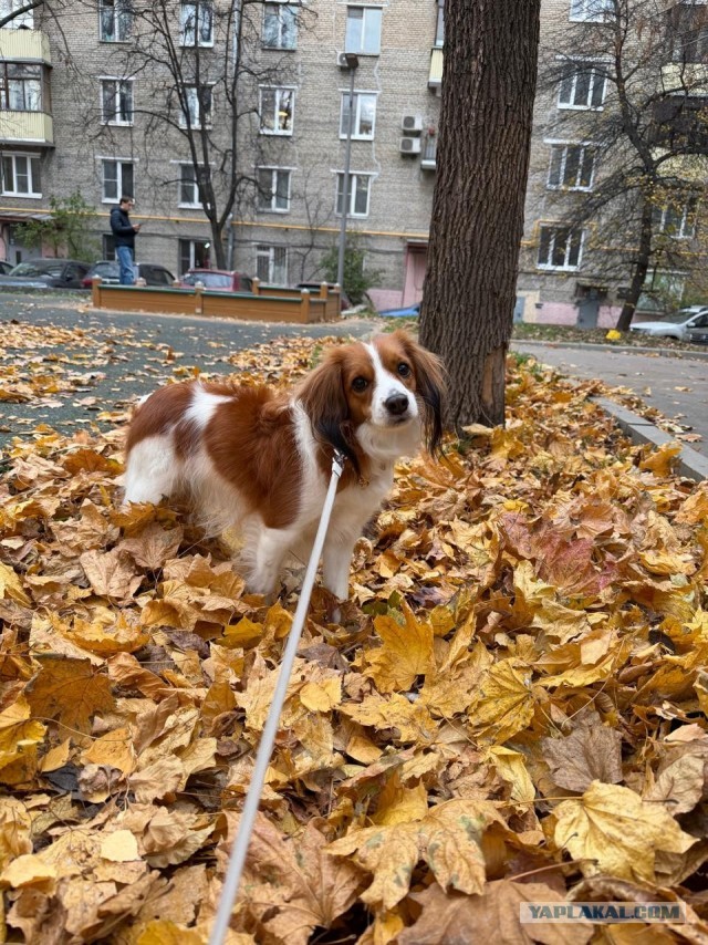 Собакочетверг . Принцесса.