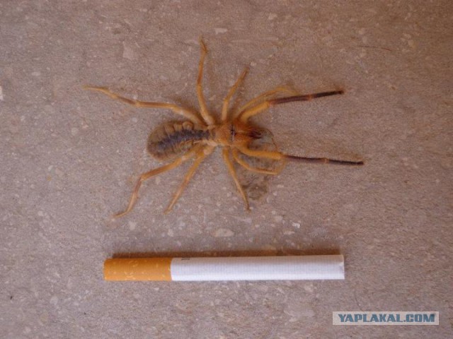 Самый страшный зверь детства