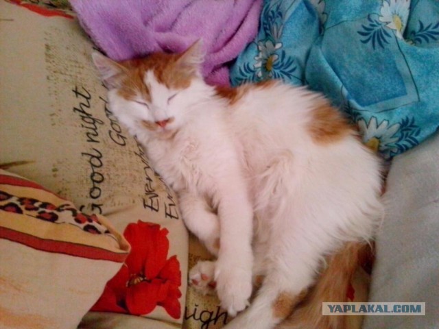 Котовторник  25.03.2014