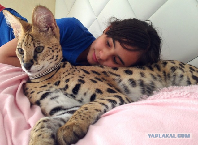 Домашний африканский Сервал живет у знакомых дома.