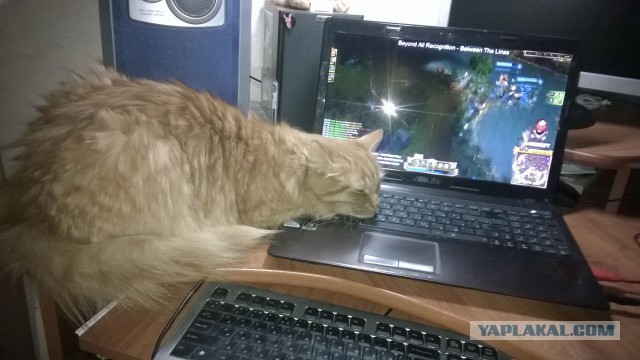 Котовторник 30.09.2014