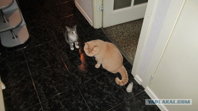 Котовторник 7.10.2014