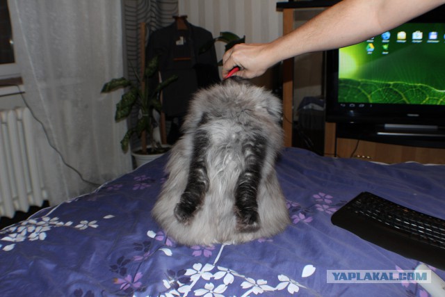Котовторник