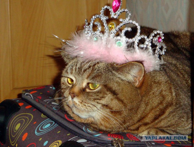 Котовторник