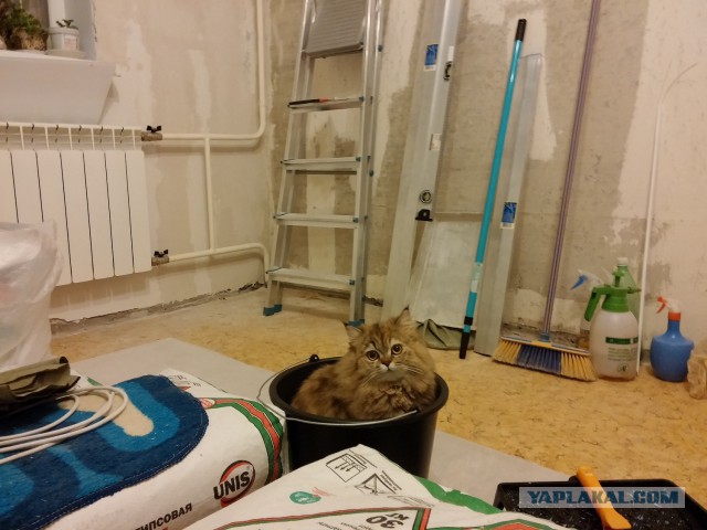25 кошек, которые спят где угодно