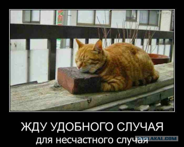 25 котофотоприколов.