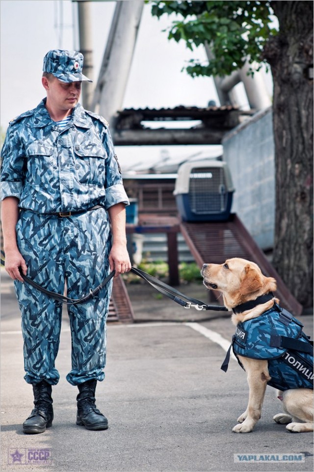 Центр кинологической службы Упр-ния на транспорте