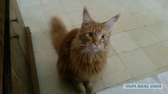 Котовторник