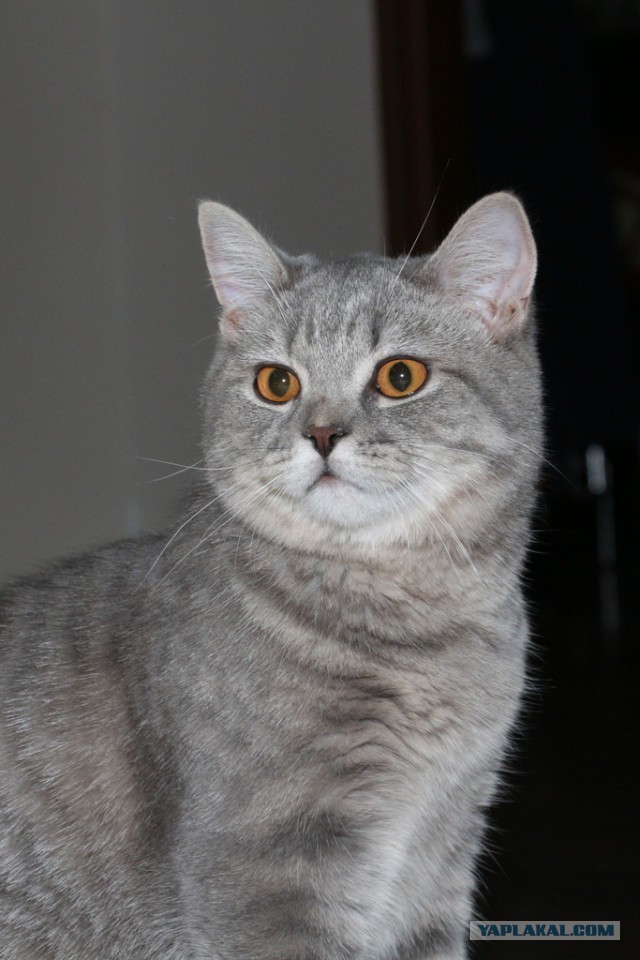 Котовторник