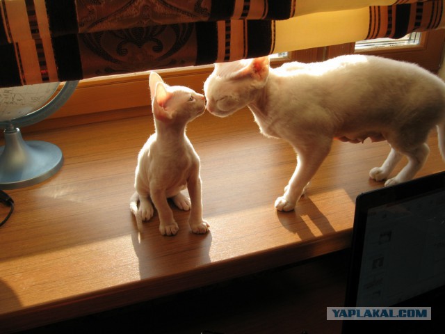 Котовторник