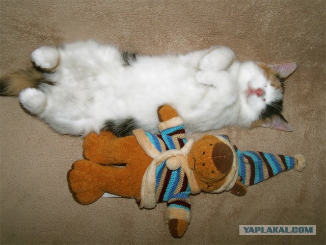 Котовторник