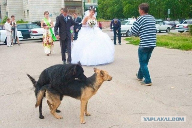 Весело "испорченные" кем-то свадебные фотографии