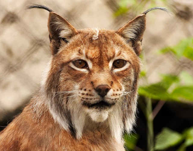 ДИКИЕ КОШКИ