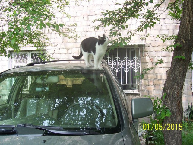 Весна пришла — коты прилетели!