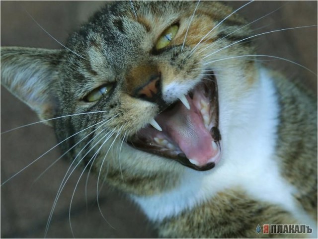 Коты Среды