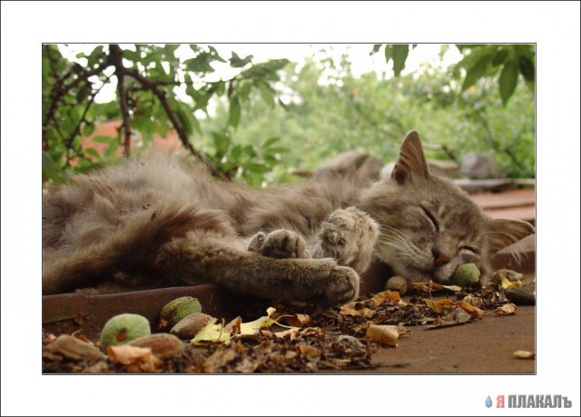 Котовторник!