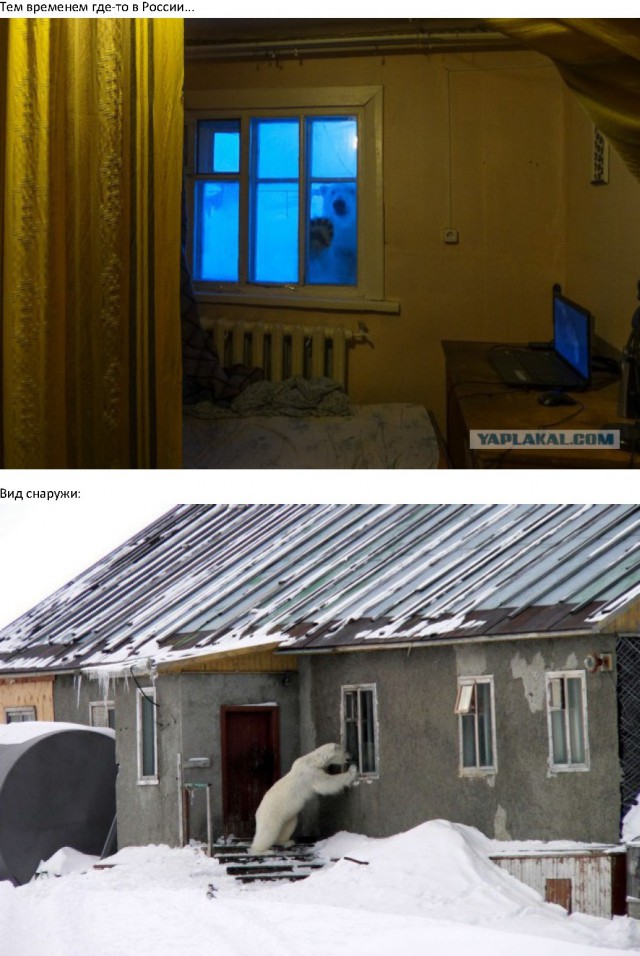 Иногда встречи с животными бывают очень неожиданными