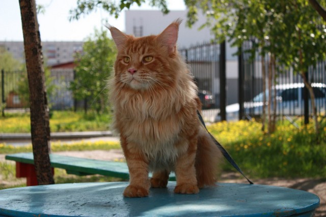 Котовторник 17.05.2016