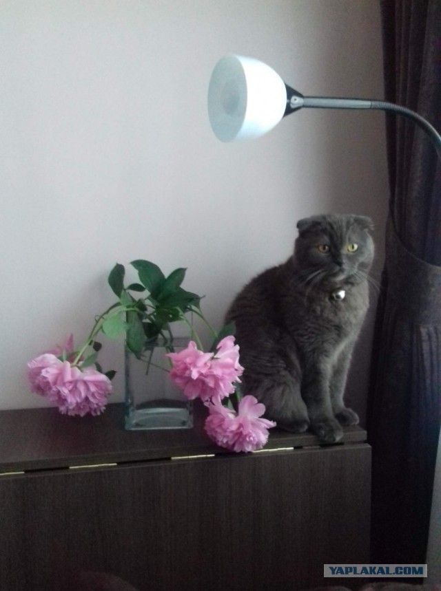 Ваши фотки котов на телефон