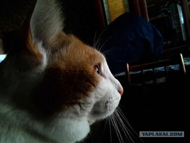 Котовторник 05.07.16