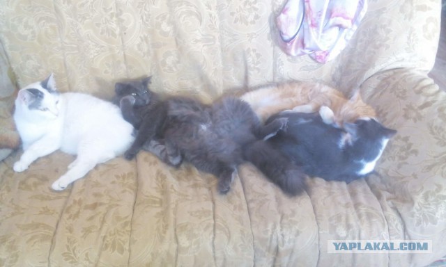 Котовторник 26.07 2016