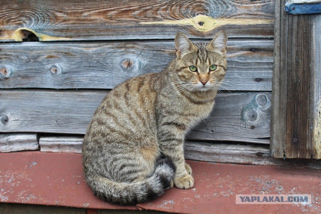 Котовторник 06.09.2016