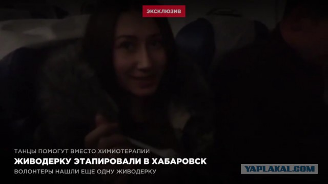 Живодёрка летит в Хабаровск под конвоем