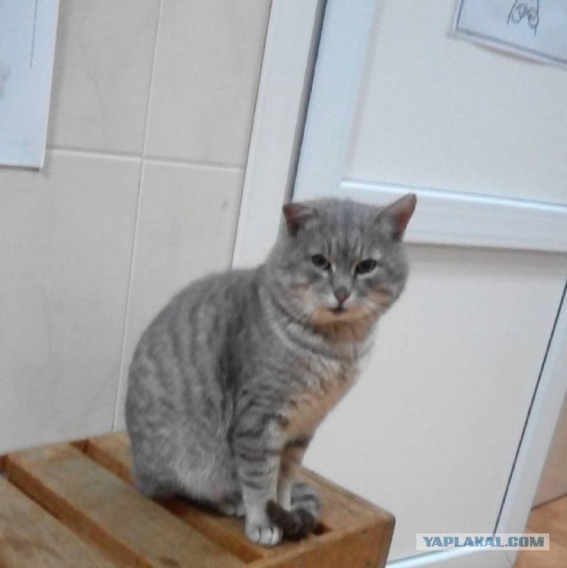 Котовторник 22.11.2016