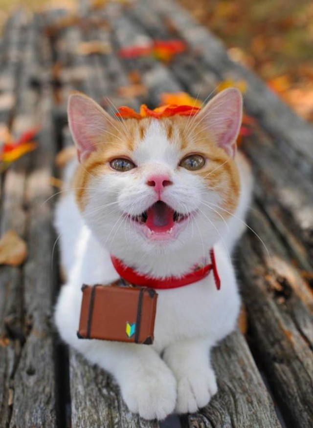 Коты из сети