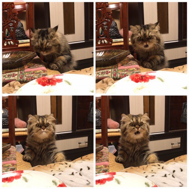 Коты из сети
