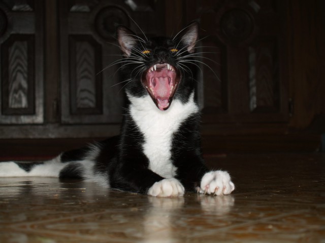 Коты и Кошки