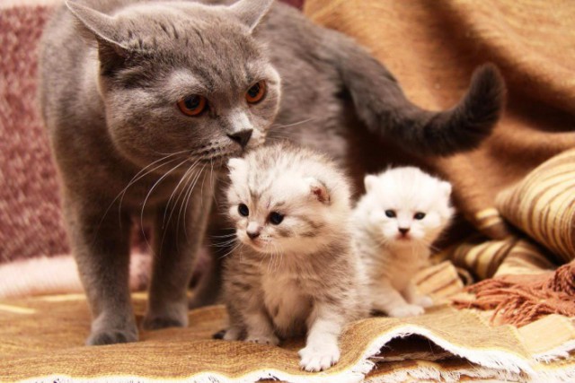 Коты и Кошки