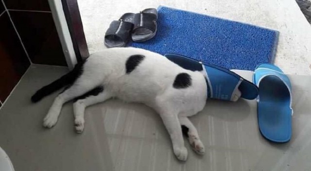 Коты и Кошки